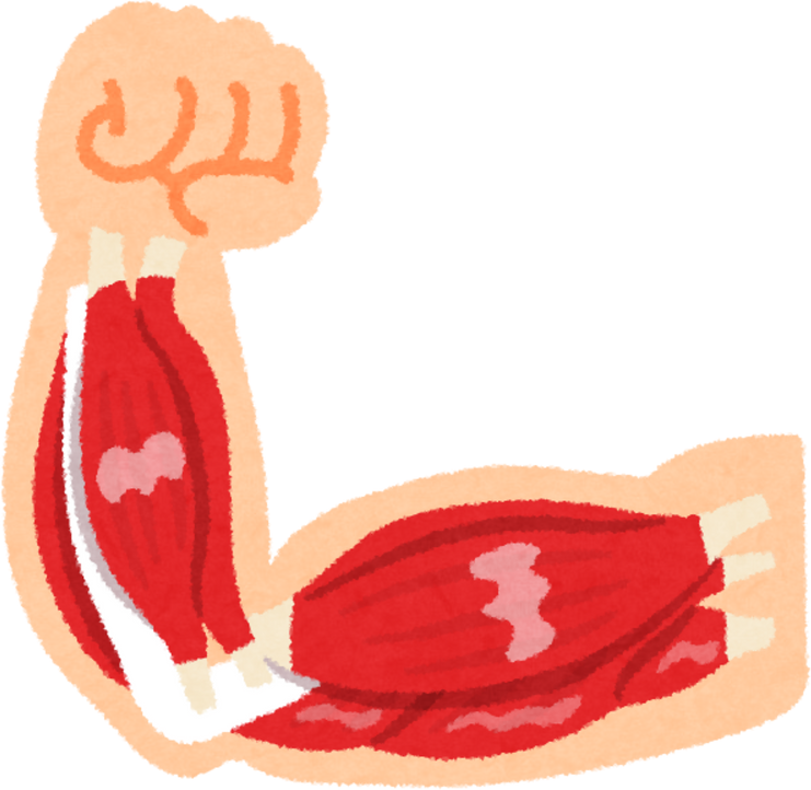 Watercolor Illustration of Arm Muscles